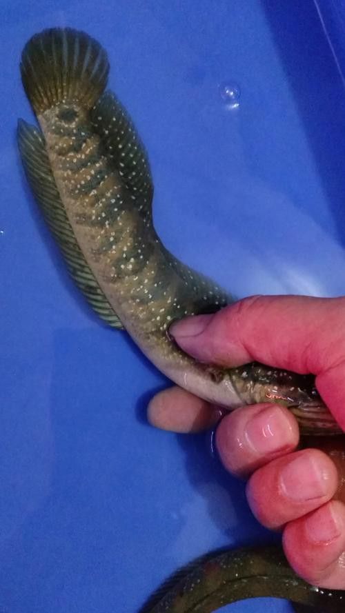 哪里可以找到更多廣東野生雷龍魚圖片？