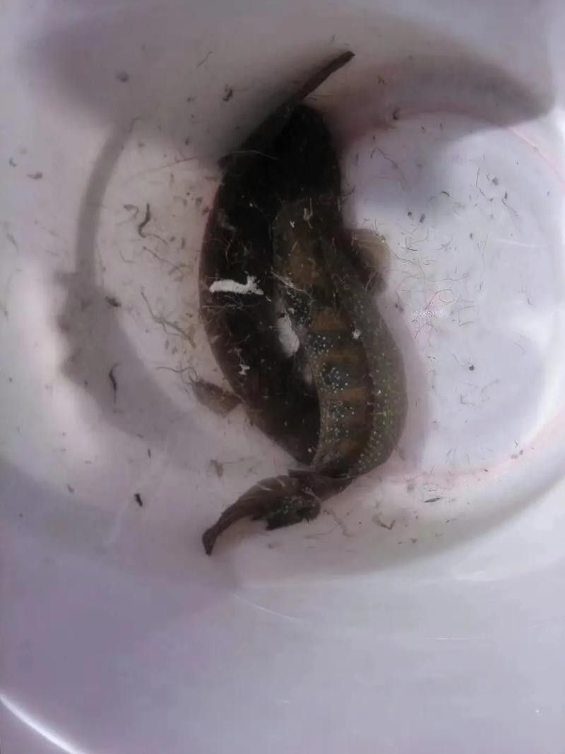 哪里可以找到更多廣東野生雷龍魚圖片？