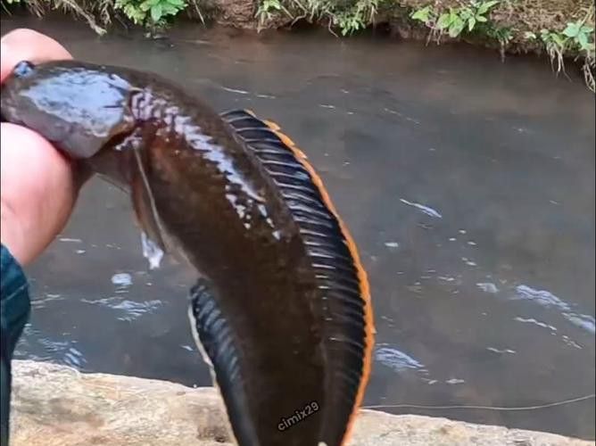 哪里可以找到更多廣東野生雷龍魚圖片？