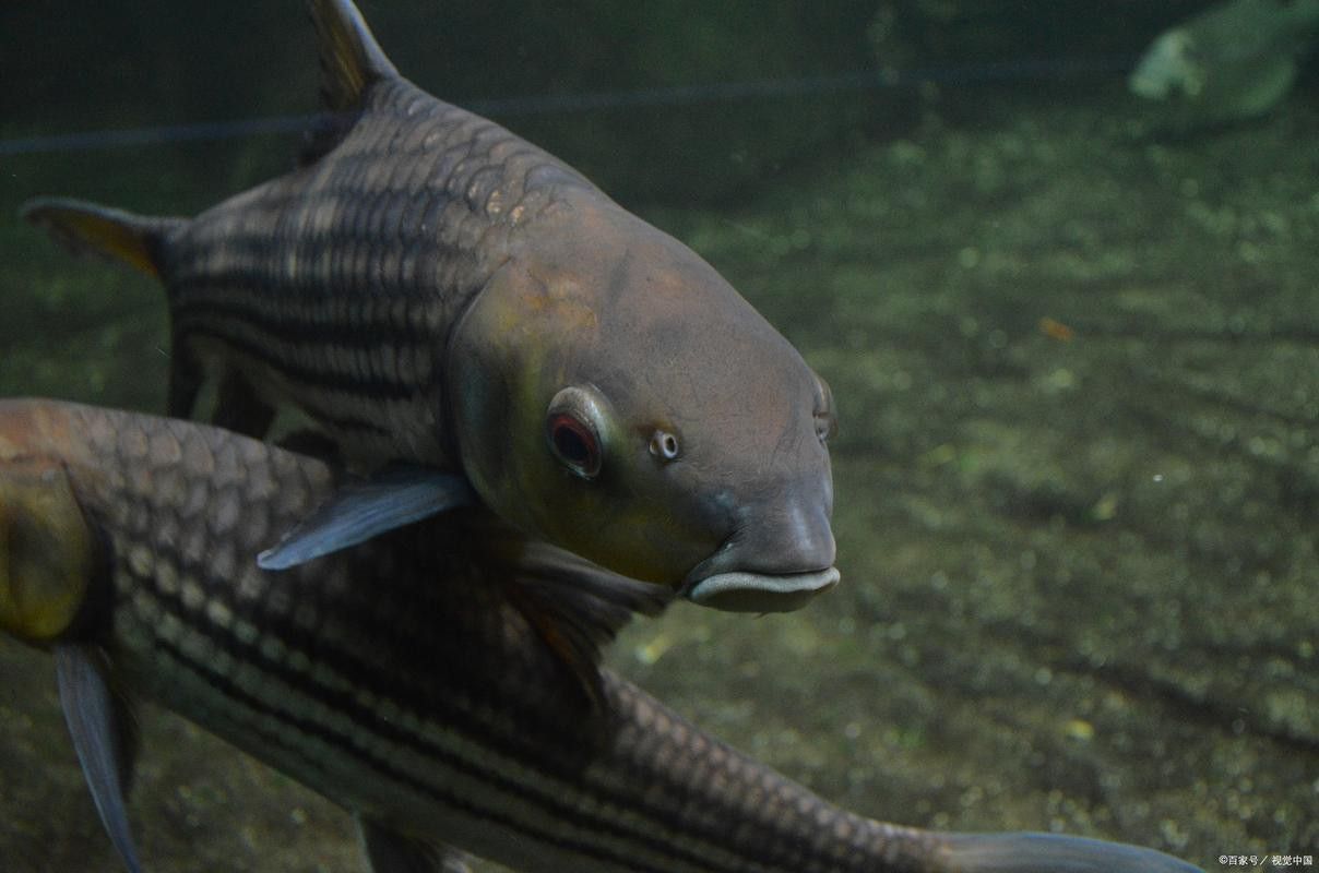 哪里可以找到更多廣東野生雷龍魚圖片？