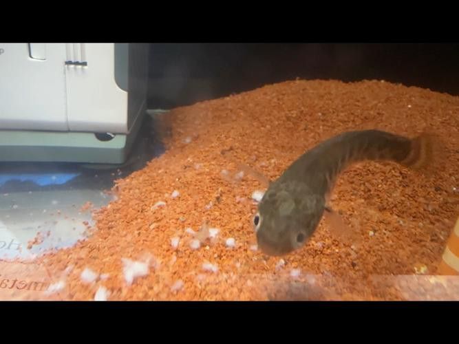 哪里可以找到更多廣東野生雷龍魚圖片？