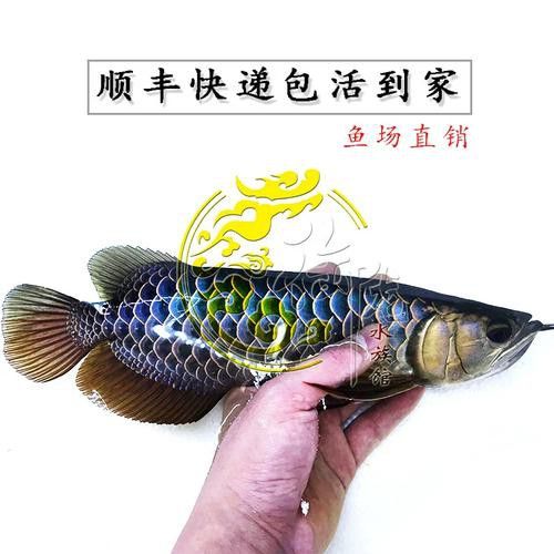 進(jìn)口龍魚(yú)的價(jià)格范圍是多少？