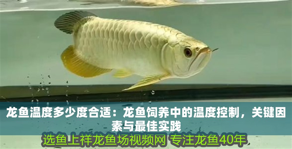 龍魚溫度多少度合適：龍魚飼養(yǎng)中的溫度控制，關(guān)鍵因素與最佳實踐