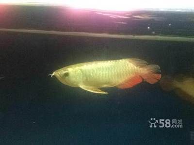 金龍魚國標25平方多少錢：關(guān)于金龍魚國標25平方多少錢