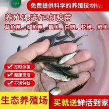 有沒有冷水龍魚苗