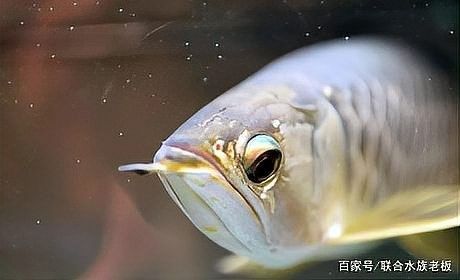 龍魚掉眼不管會怎么樣嗎圖片