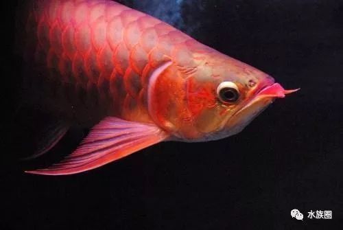 龍魚掉眼不管會怎么樣嗎圖片