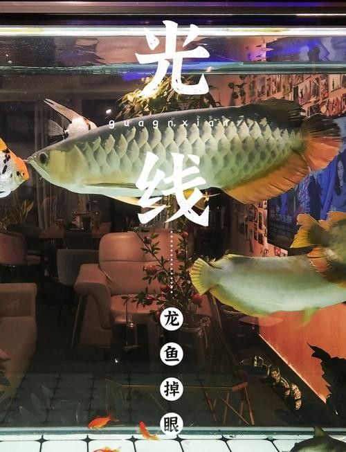 龍魚掉眼不管會怎么樣嗎圖片
