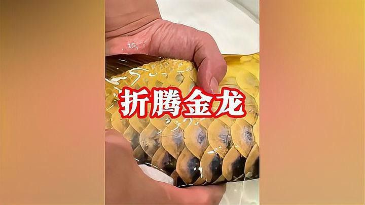 金龍魚麻藥怎么使用