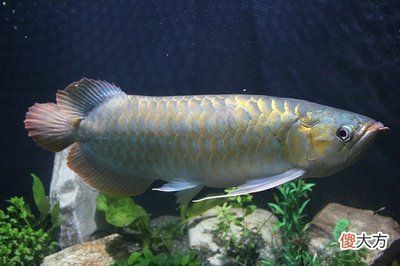 龍魚品相怎么看好壞啊（判斷龍魚品相好壞的一些關鍵點）