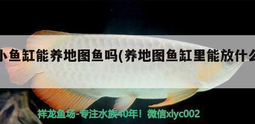 虎魚(yú)和龍魚(yú)混養(yǎng)可以嗎（虎魚(yú)和龍魚(yú)可以混養(yǎng)嗎）