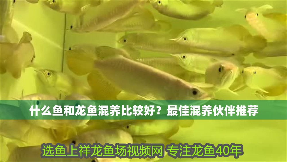 什么魚和龍魚混養(yǎng)比較好？最佳混養(yǎng)伙伴推薦