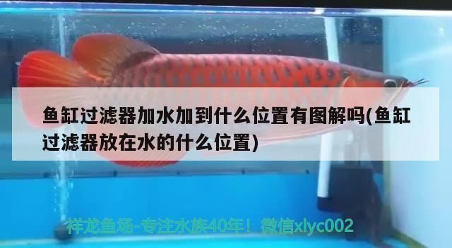 紅龍魚飼養方法大全圖解視頻（紅龍魚飼養方法大全圖解視頻教程）