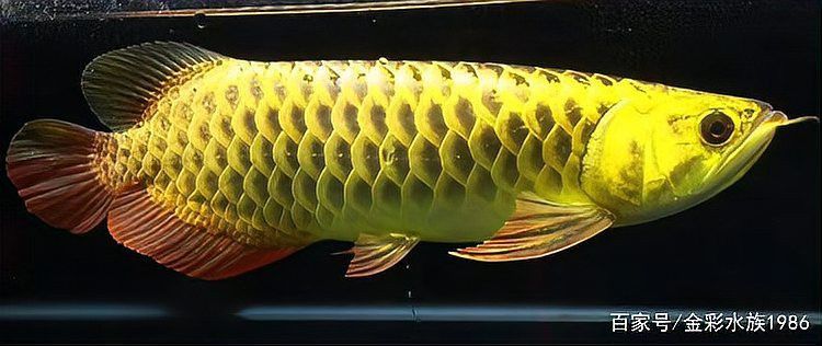 如何治療龍魚(yú)細(xì)菌感染？