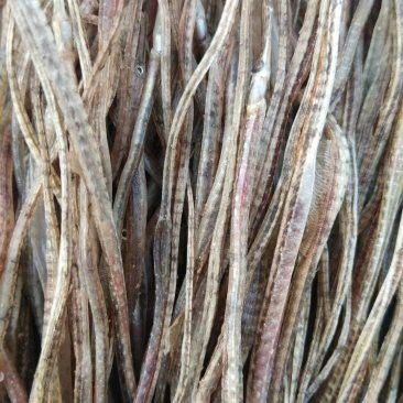 海龍魚一斤多少 海龍魚一斤多少 龍魚百科 第2張