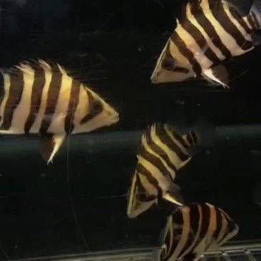 廣州龍魚批發市場電話多少 廣州龍魚批發市場電話多少 龍魚百科 第3張