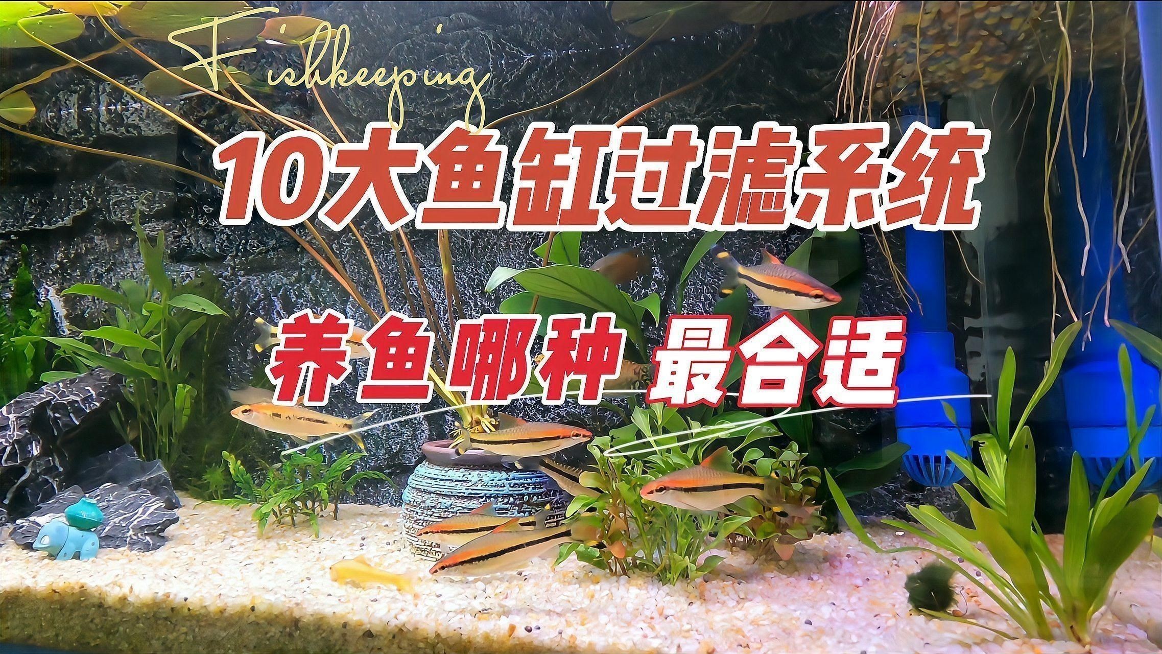 魚缸的過濾系統如何選擇