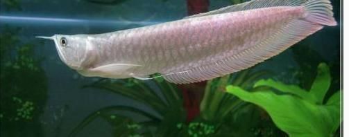 銀龍魚適合什么水草（適合銀龍魚缸的水草種類）