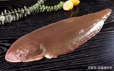 龍魚是海魚嗎：龍魚不是海魚，而是淡水魚
