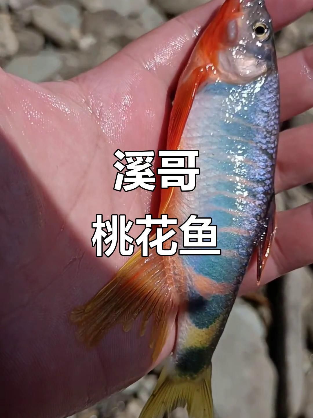 鱲魚