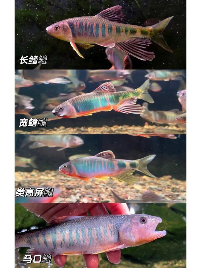 鱲魚