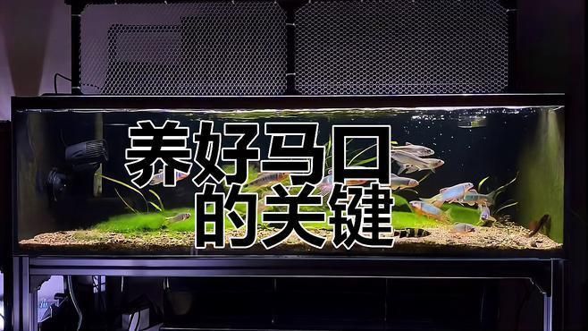 鱲魚