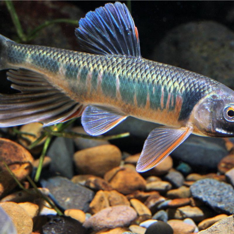 鱲魚