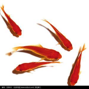 龍魚吃錦鯉好還是草魚好呢：龍魚與錦鯉和草魚的飲食習(xí)慣不同，龍魚吃錦鯉和草魚有一定的好處