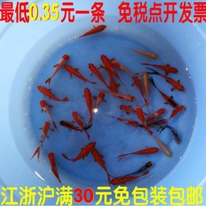 龍魚吃錦鯉好還是草魚好呢：龍魚與錦鯉和草魚的飲食習(xí)慣不同，龍魚吃錦鯉和草魚有一定的好處