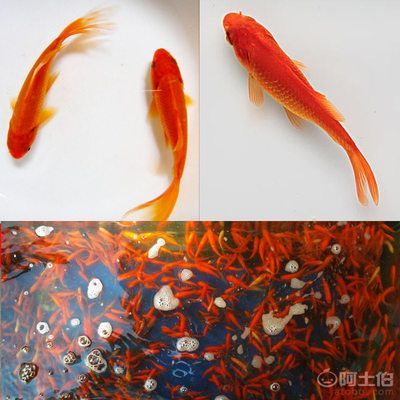 龍魚吃錦鯉好還是草魚好呢：龍魚與錦鯉和草魚的飲食習(xí)慣不同，龍魚吃錦鯉和草魚有一定的好處