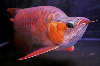 龍魚吃小蝦：如何判斷龍魚是否過飽