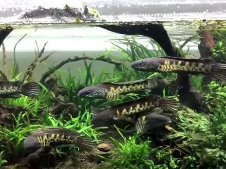 黃金眼鏡蛇雷龍魚(yú)怎么養(yǎng)