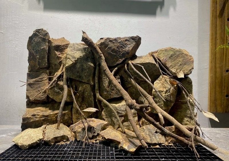 黃金眼鏡蛇雷龍魚(yú)怎么養(yǎng)