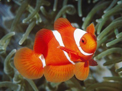 風水學和生肖屬龍的人養魚的數量有一些講究，建議養六條魚：屬龍人養魚的數量有講究嗎？