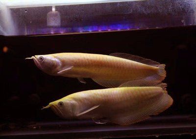 黃化紅眼白子銀龍魚（如何鑒別黃化紅眼白子銀龍魚的市場價格）