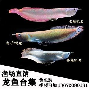 黃化紅眼白子銀龍魚（如何鑒別黃化紅眼白子銀龍魚的市場價格）