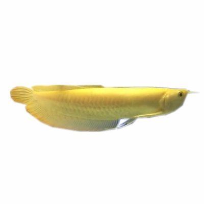 黃化紅眼白子銀龍魚（如何鑒別黃化紅眼白子銀龍魚的市場價格）