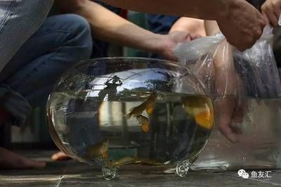 國內(nèi)首例龍魚繁殖（你們期待國內(nèi)首例紅龍與金龍的配對繁殖成功案例發(fā)生在2017年）