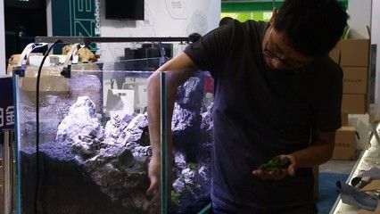 國內(nèi)首例龍魚繁殖（你們期待國內(nèi)首例紅龍與金龍的配對繁殖成功案例發(fā)生在2017年）