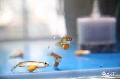 國內(nèi)首例龍魚繁殖（你們期待國內(nèi)首例紅龍與金龍的配對繁殖成功案例發(fā)生在2017年）
