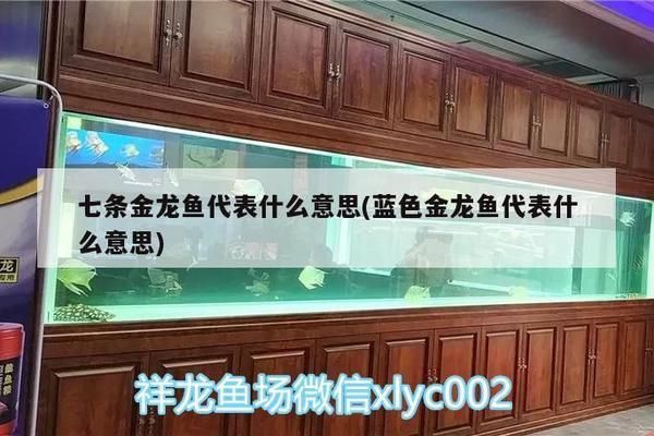 藍色金龍魚代表什么意思：藍色金龍魚在不同文化中的象征