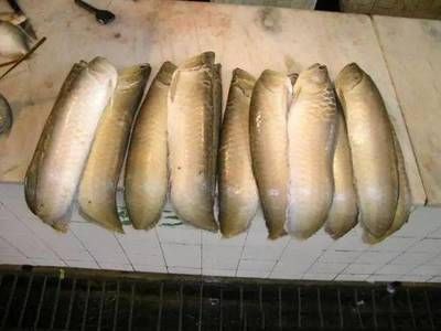 龍魚為何晚上游白天不動（龍魚白天不動晚上游動的原因）