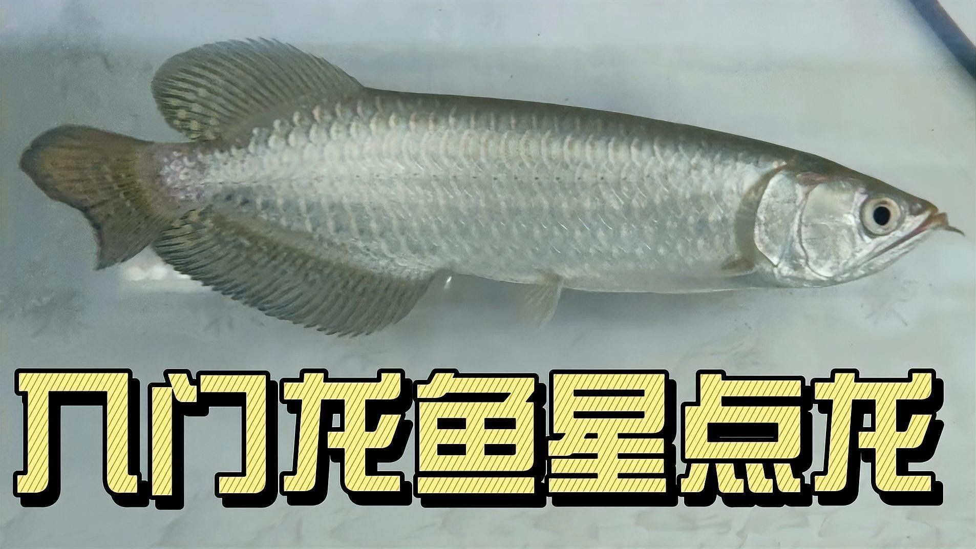 星點龍魚和銀龍魚的價格差異大嗎