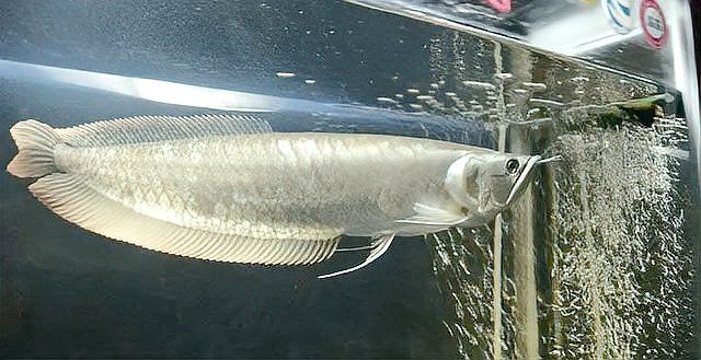 星點龍魚和銀龍魚的價格差異大嗎