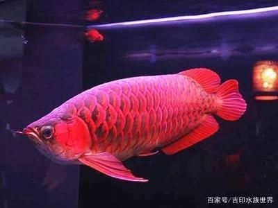 觀賞魚紅龍魚能吃嗎怎么養：紅龍魚日常飼料搭配建議，如何預防紅龍魚肥胖問題，紅龍魚換水頻率和注意事項