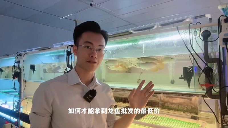 龍魚魚苗批發