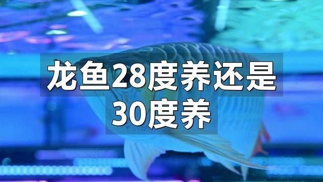 龍魚飼養溫度范圍是多少攝氏度