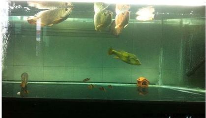 龍魚新入缸不開口下鹽會死嗎：龍魚新入缸不開口下鹽會導致死亡嗎龍魚新入缸不開口下鹽會死嗎