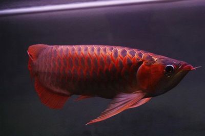 紅龍魚(yú)飼養(yǎng)環(huán)境的最佳參數(shù)：紅龍魚(yú)的飼養(yǎng)環(huán)境的最佳參數(shù)