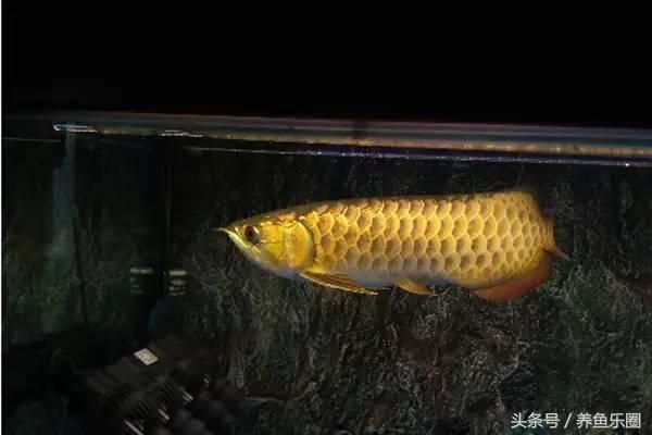 龍魚打虎魚會(huì)打到什么時(shí)候（關(guān)于“龍魚打虎魚會(huì)打到什么時(shí)候”的查詢）